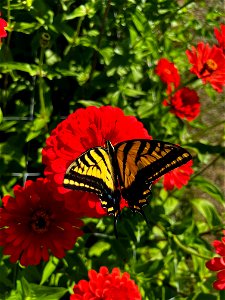 yellow monarch butterfly on red zinnia flower photo