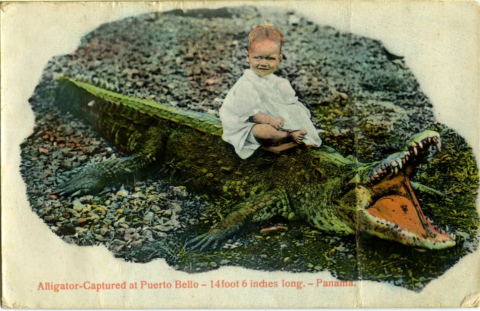 Alligator Captured At Puerto Bello