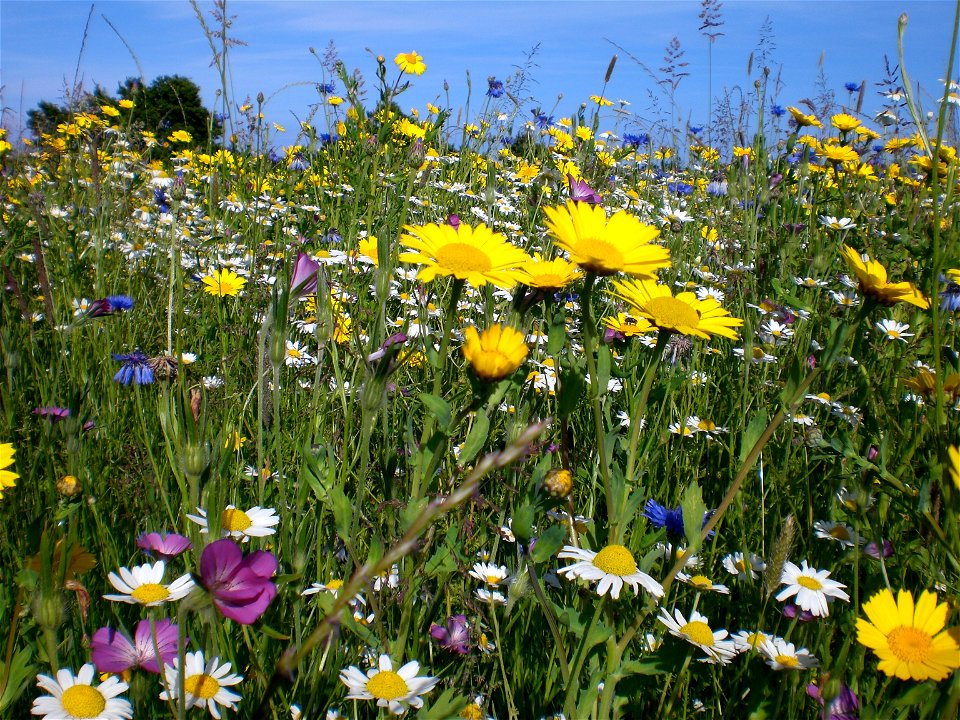 Wild flowers photo