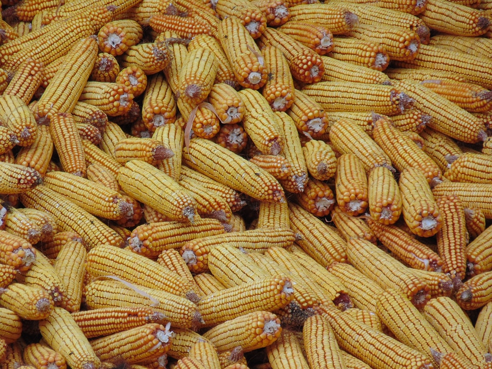 Yellow yellow corn vegetables
