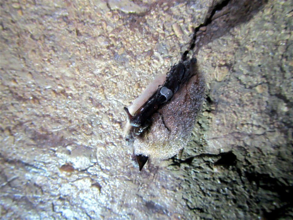 Banded little brown bat (Myotis lucifugus) on cave ceiling