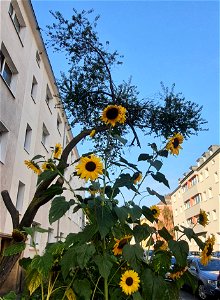 Sonnenblumen photo