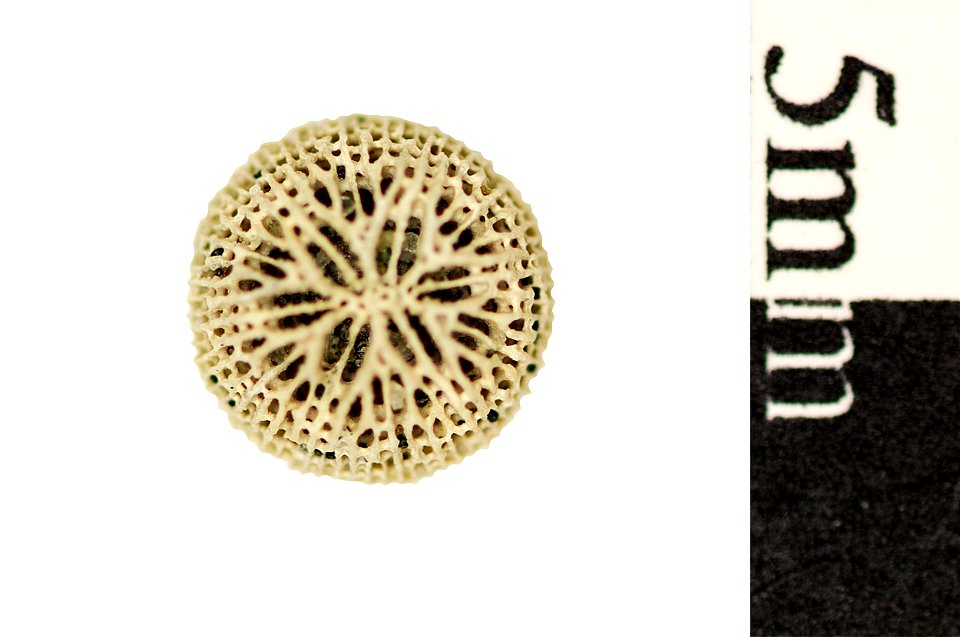 Chomatoseris orbielites