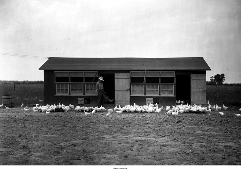 Pullets in front of house, C.C. Hudson Poultry Farm, Frankford