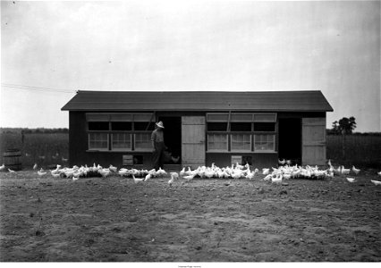Pullets in front of house, C.C. Hudson Poultry Farm, Frankford