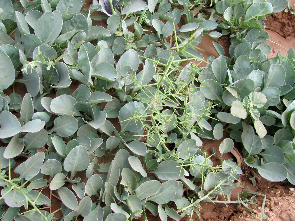camel thorn