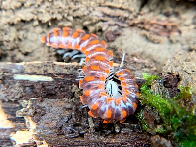 Leach’s Millipede (Euryurus leachii)