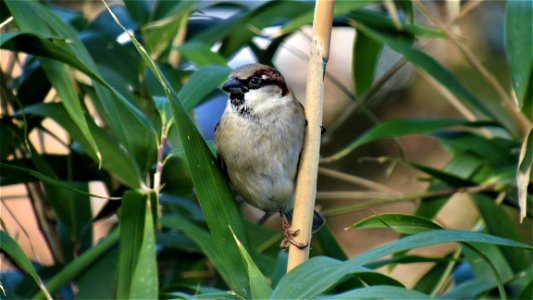 House Sparrow on Bamboo (2) - Suffolk, UK - Taken on February 11, 2021
