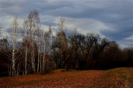 late autumn on the Yenisei photo