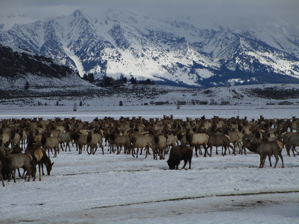 Elk contest on the National Elk Refuge