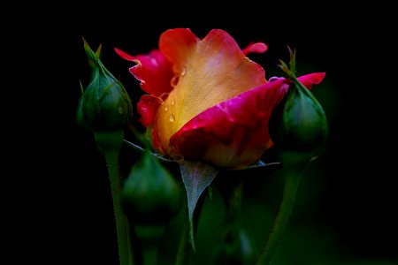 Róża rose photo