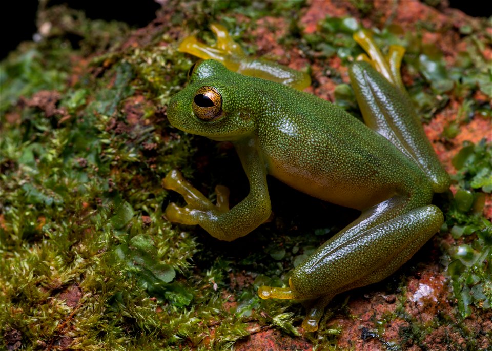 rulyrana-adiazeta--western-cochran-frog--reserva-proaves-reinita-cielo-azul_51536381799_o