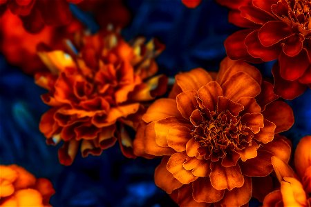 Breathtaking Macro Flowers Photography