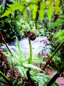 Birdwood Gully (Springwood) - The Blue Mountains Australia