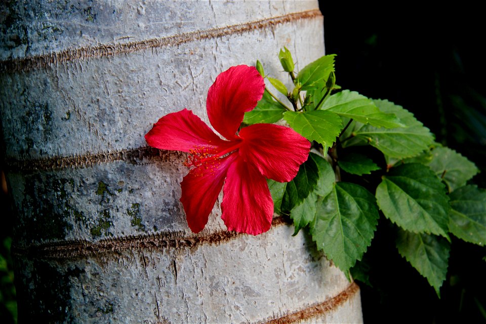 Hawaiian Tropical Red Flower