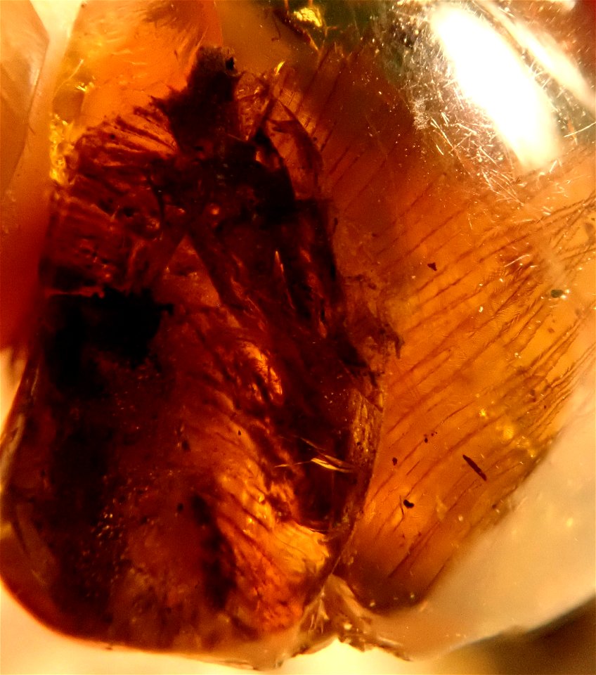 feathered dino in amber