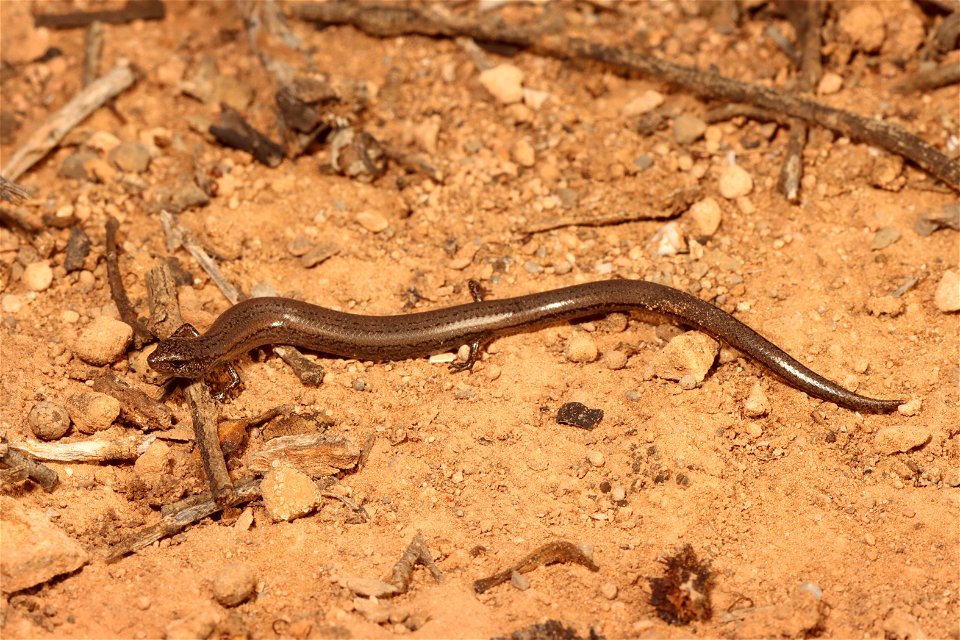 Hemiergis initialis (Southwestern earless skink)