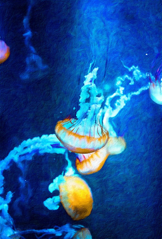 Cubomedusa marine animal01