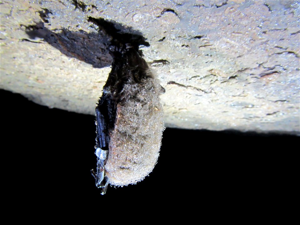 Banded little brown bat (Myotis lucifugus) on cave ceiling_02