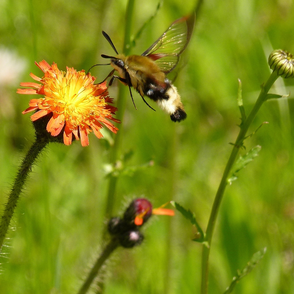 Meadow orange yellow