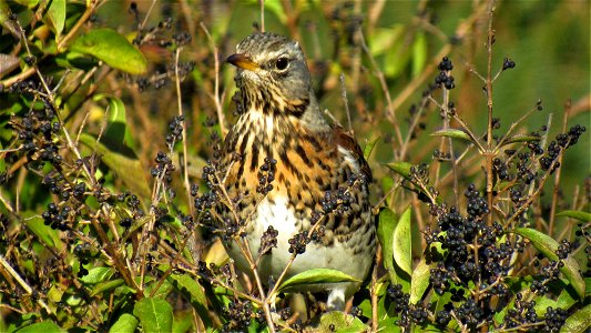 Fieldfare in Privet - Suffolk, UK - Taken on February 13, 2021