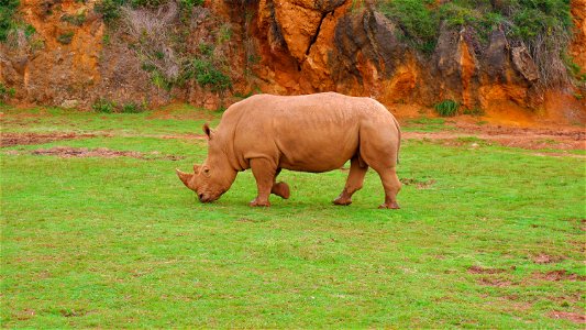 Rinoceronte Cabárceno photo