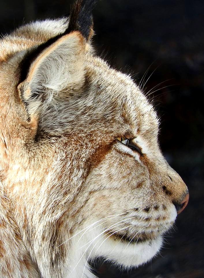 Lince Boreal
