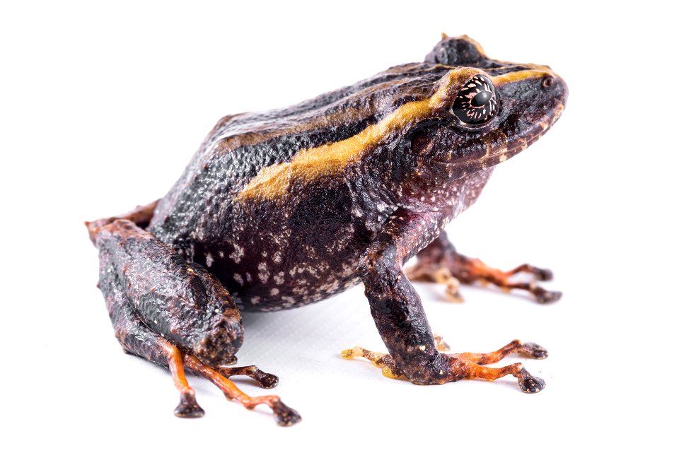 pristimantis-bicolor--two-colored-robber-frog--reserva-proaves-reinita-cielo-azul_51536583060_o