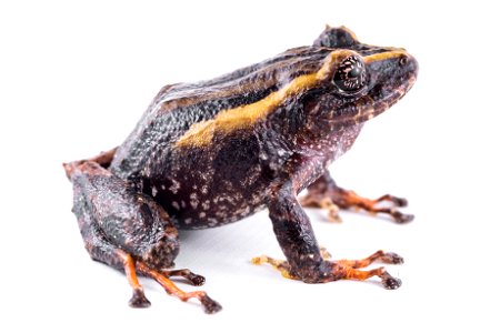 pristimantis-bicolor--two-colored-robber-frog--reserva-proaves-reinita-cielo-azul_51536583060_o