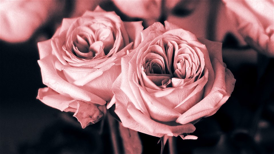 Roses..