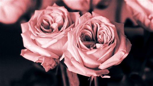 Roses.. photo
