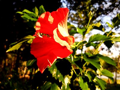 Hibiscus photo