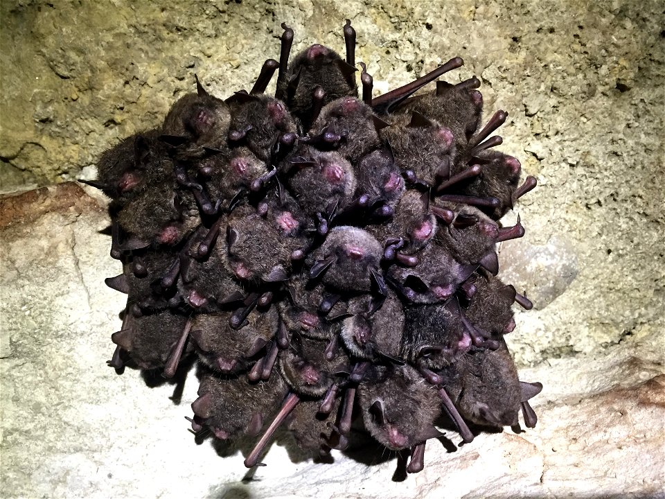 Cluster of hibernating Indiana bats (Myotis sodalis)