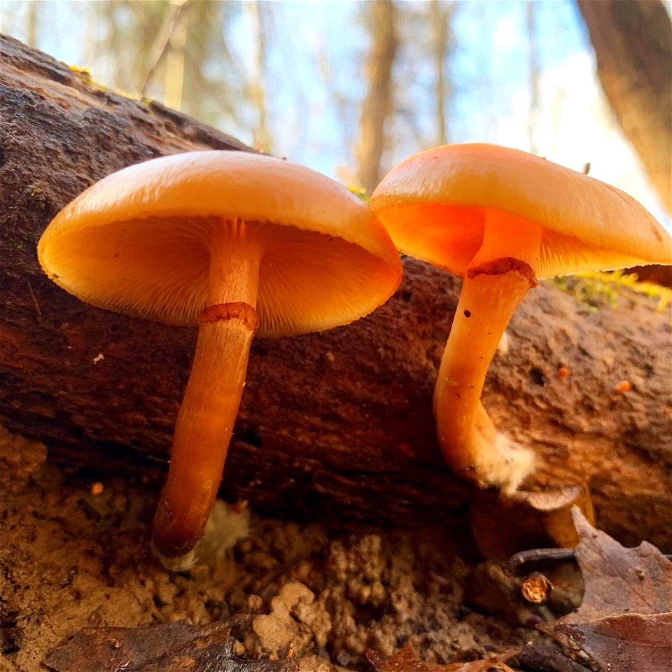 Funeral Bell (Galerina marginata)