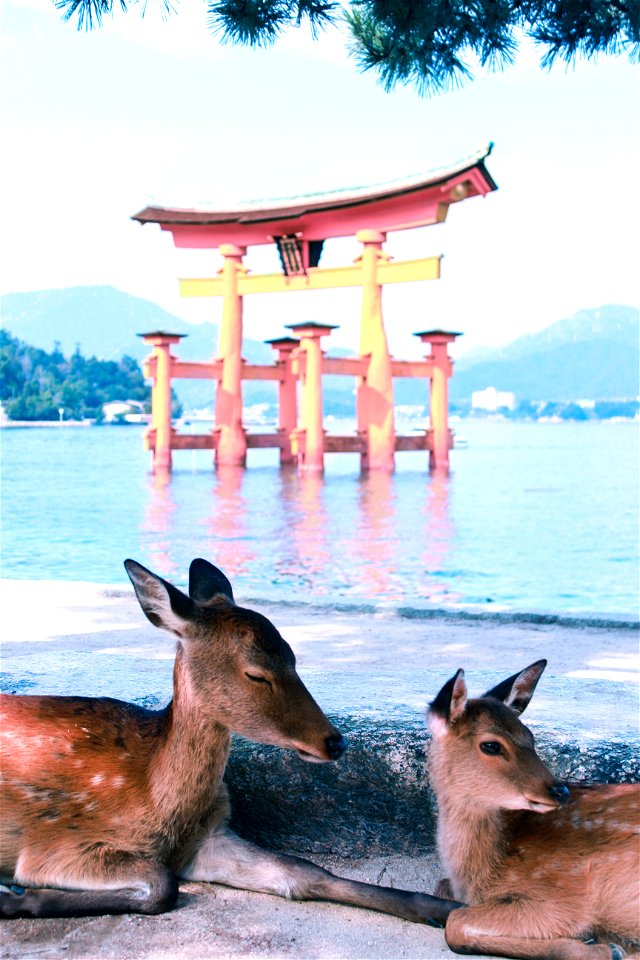 宮島鹿