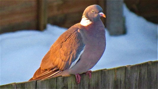 Wood Pigeon on fence (1) - Suffolk, UK - Taken on February 11, 2021