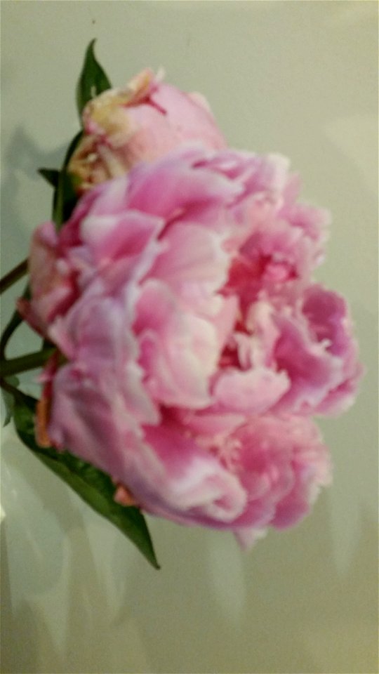 Peony