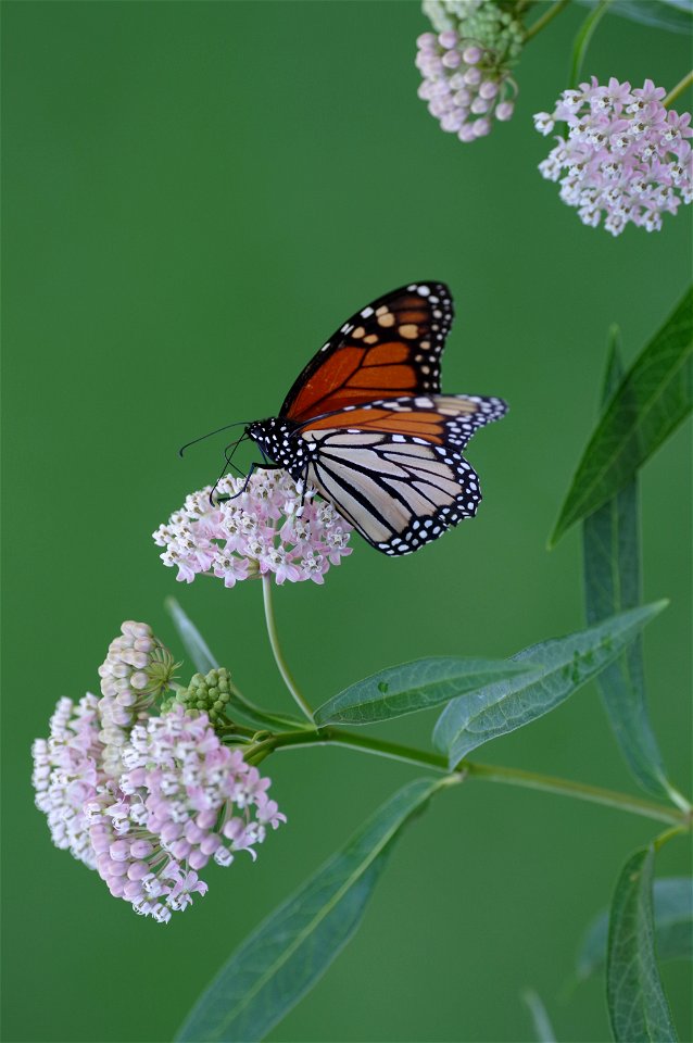 Monarch on Milkweed