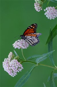 Monarch on Milkweed