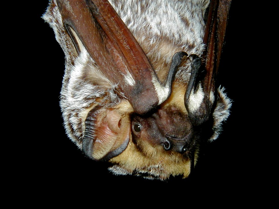 Hoary bat (Lasiurus cinereus) closeup_04