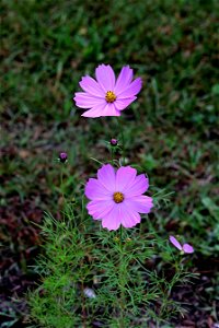 Early Fall Wildflowers, Rose-Pink photo