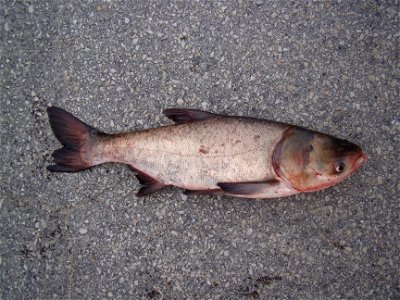 Bighead Carp photo