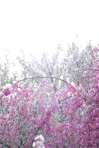 Cherry blossom