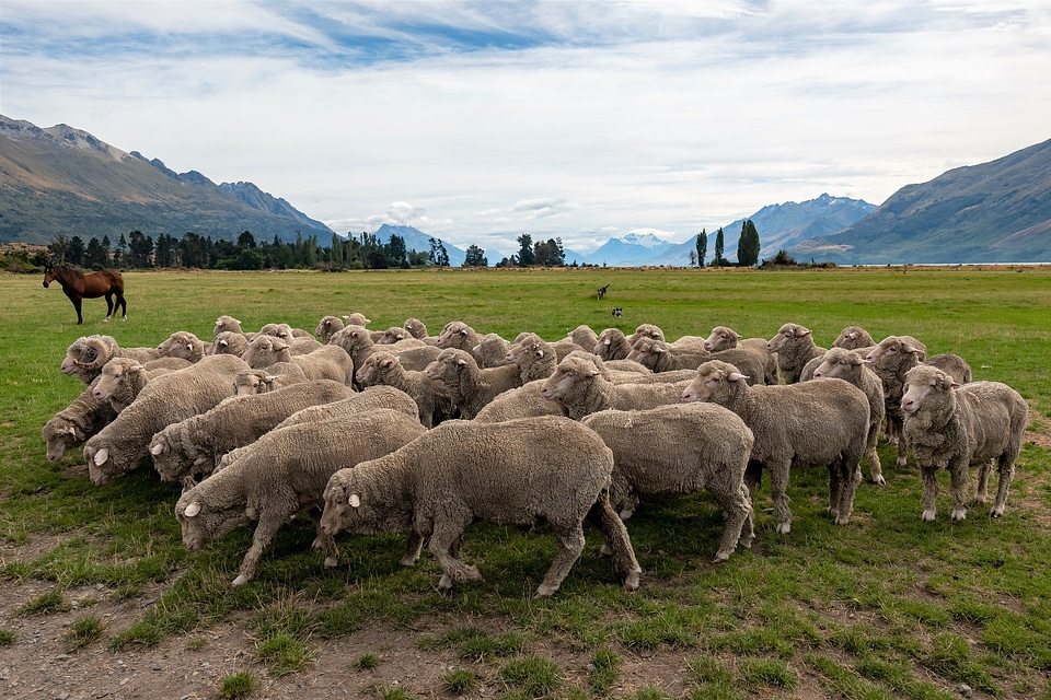 Flock of Staring Sheep