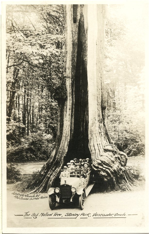 Big Hollow Tree, Stanley Park, Vancouver BC