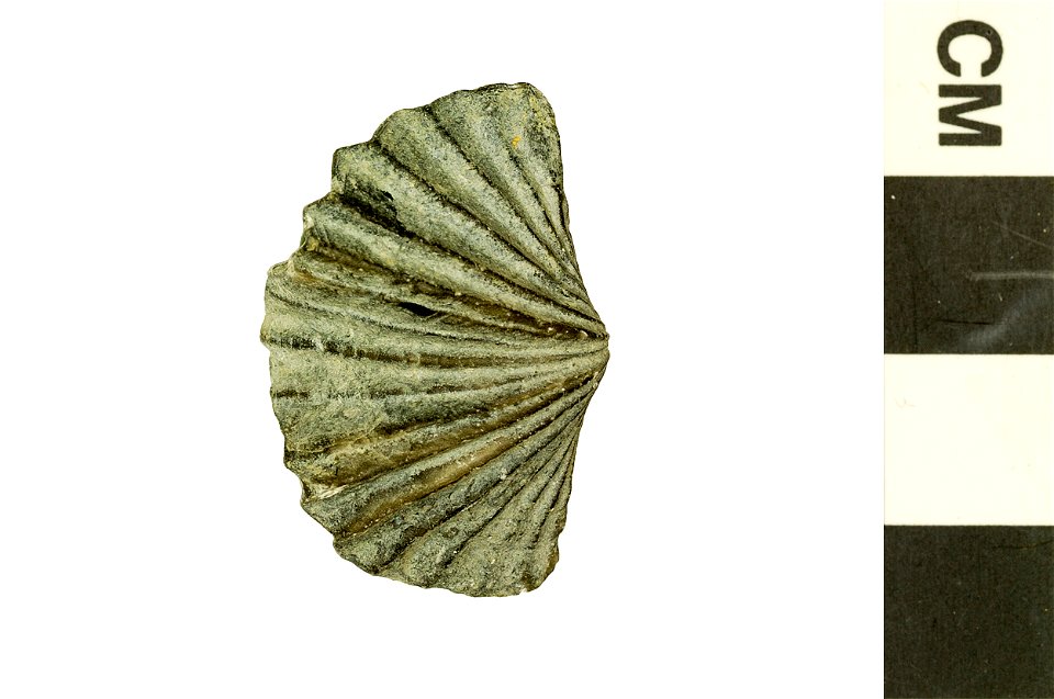 Platystrophia sp.