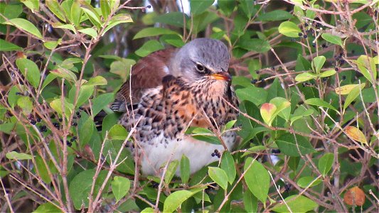 Fieldfare eating Privet berries (1) - Suffolk, UK - Taken on February 12, 2021