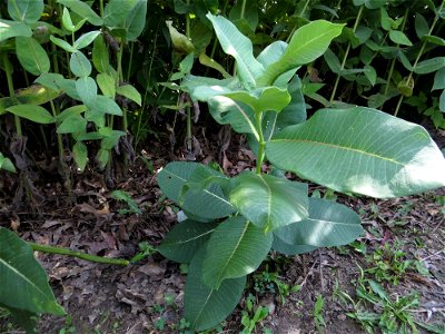 Milkweed_09 photo