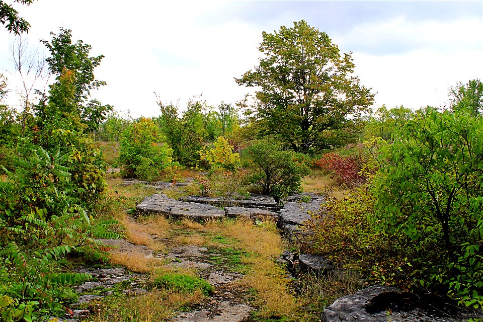 Forest Clearing, Early Autumn
