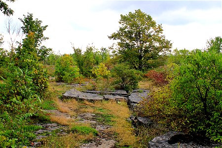 Forest Clearing, Early Autumn photo